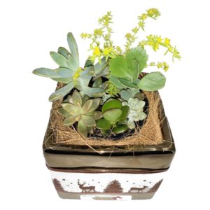 Christmas Succulents - Image 1